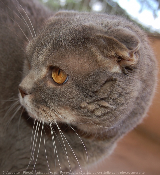 Photo de Scottish fold