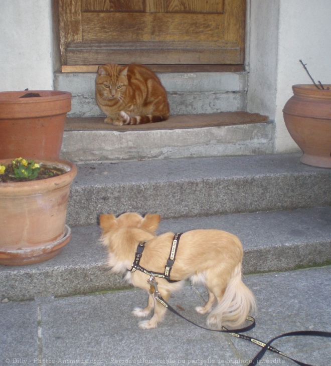 Photo de Chihuahua  poil long