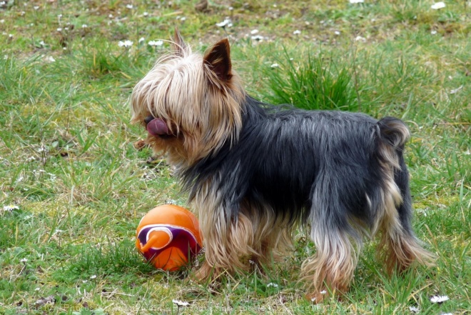 Photo de Yorkshire terrier