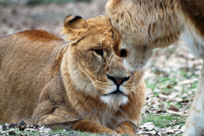 Photo de Lion