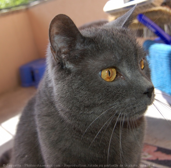 Photo de Chartreux