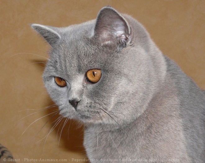 Photo de British shorthair