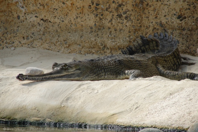 Photo de Crocodile