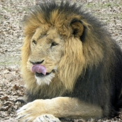 Photo de Lion