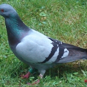 Photo de Pigeon