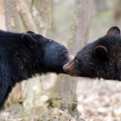 Photo d'Ours