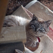 Photo de Chat domestique