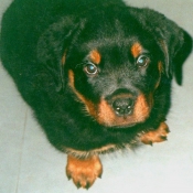 Photo de Rottweiler