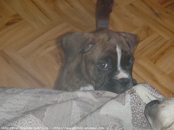 Photo de Boxer