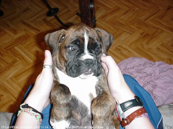 Photo de Boxer