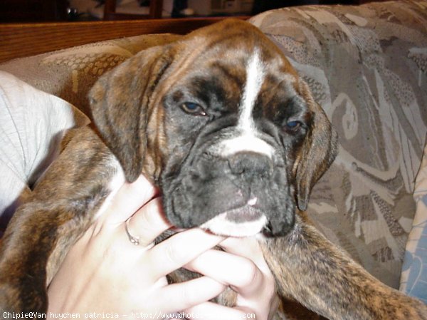 Photo de Boxer