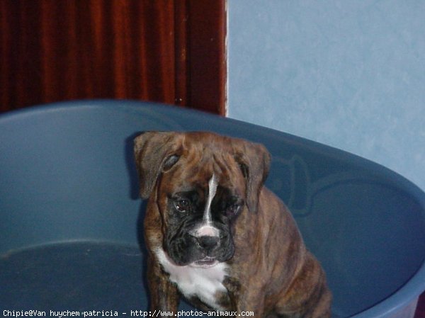 Photo de Boxer