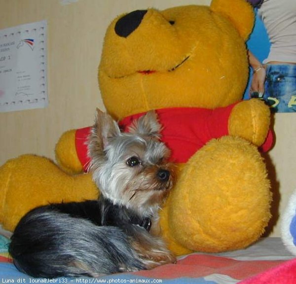 Photo de Yorkshire terrier