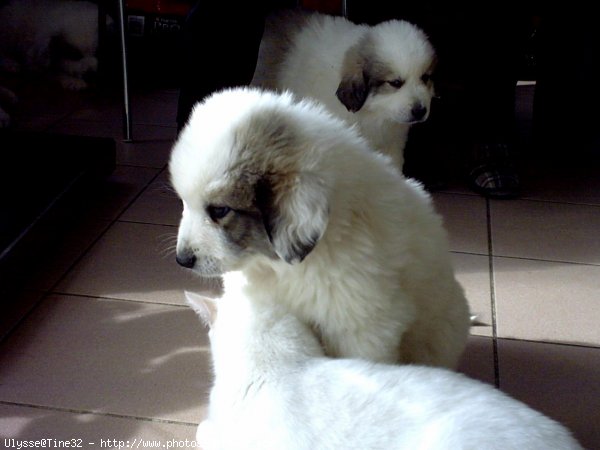 Photo de Chien de montagne des pyrnes