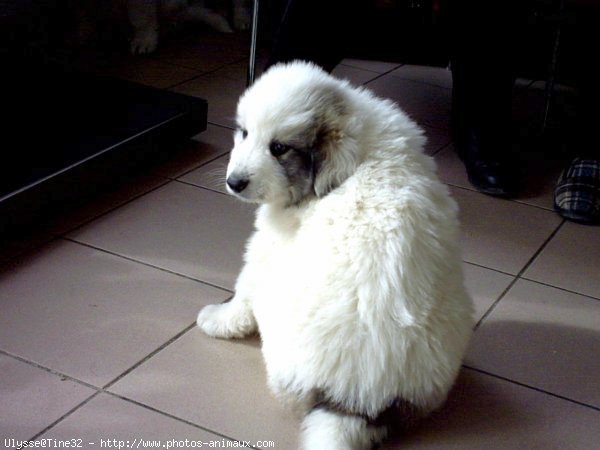 Photo de Chien de montagne des pyrnes