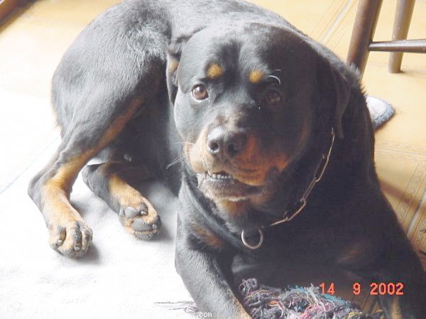 Photo de Rottweiler