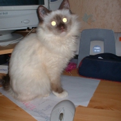 Photo de Sacr de birmanie