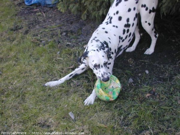 Photo de Dalmatien