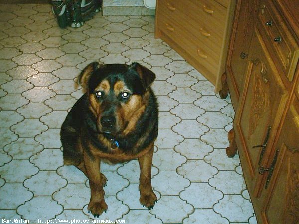 Photo de Rottweiler