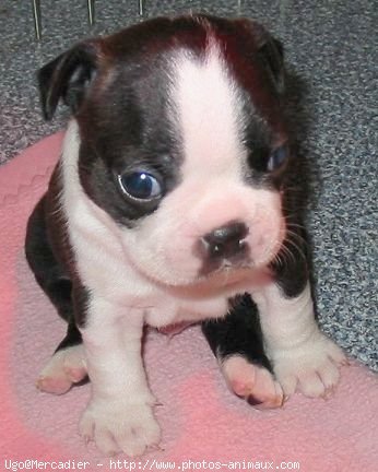 Photo de Boston terrier