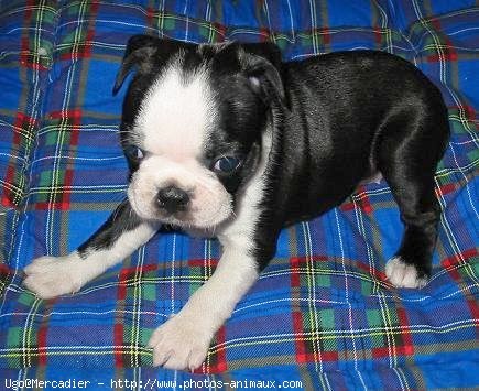 Photo de Boston terrier