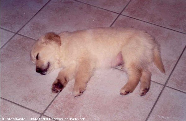 Photo de Golden retriever