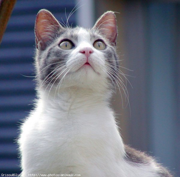 Photo de Chat domestique