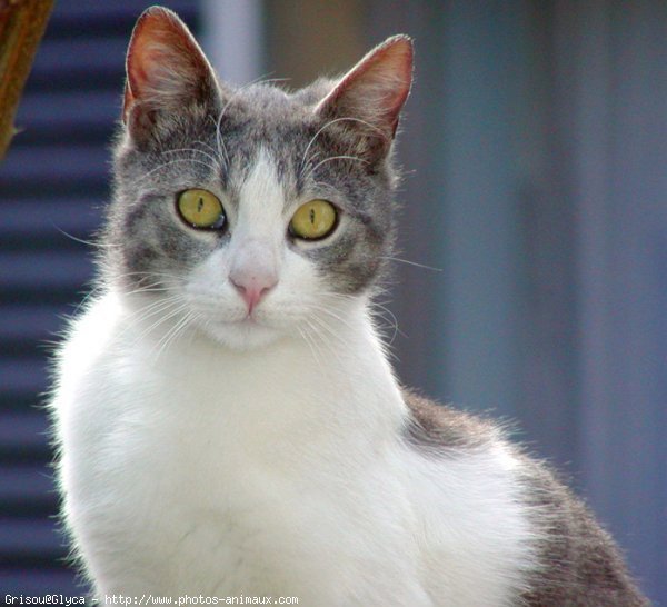 Photo de Chat domestique