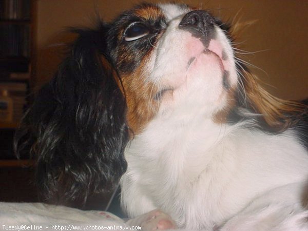 Photo de Cavalier king charles spaniel