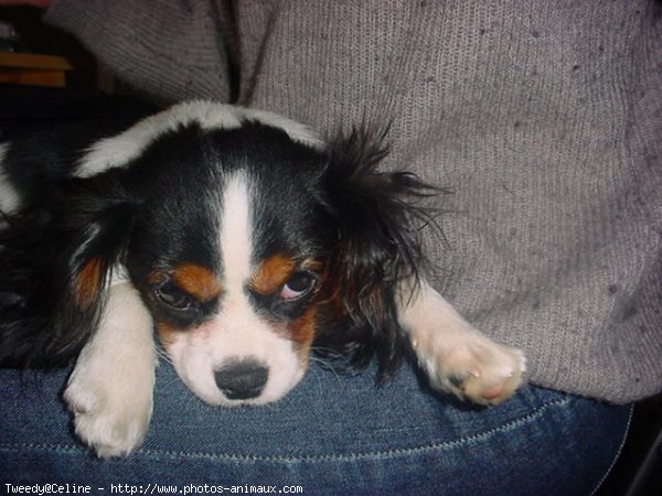 Photo de Cavalier king charles spaniel