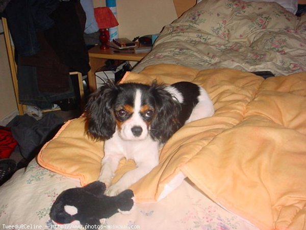 Photo de Cavalier king charles spaniel