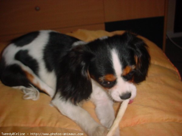 Photo de Cavalier king charles spaniel