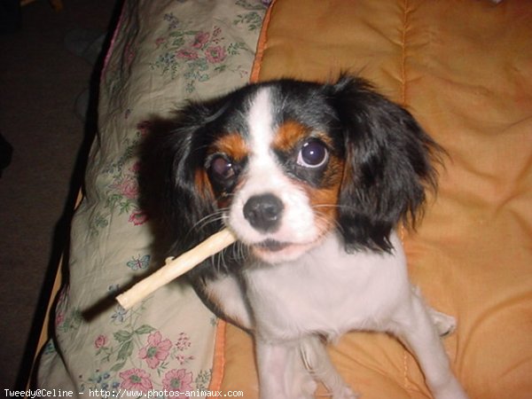 Photo de Cavalier king charles spaniel