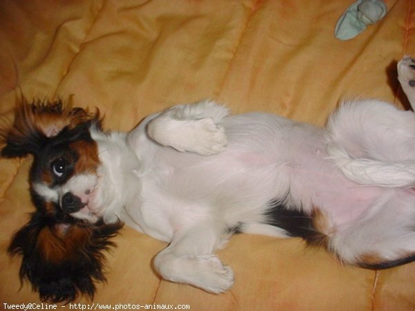 Photo de Cavalier king charles spaniel