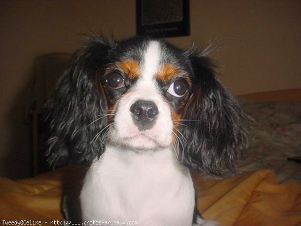 Photo de Cavalier king charles spaniel