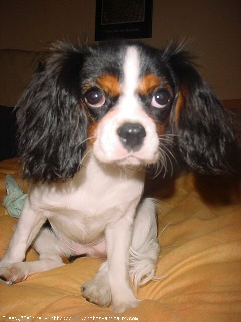 Photo de Cavalier king charles spaniel