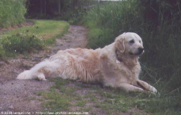 Photo de Golden retriever