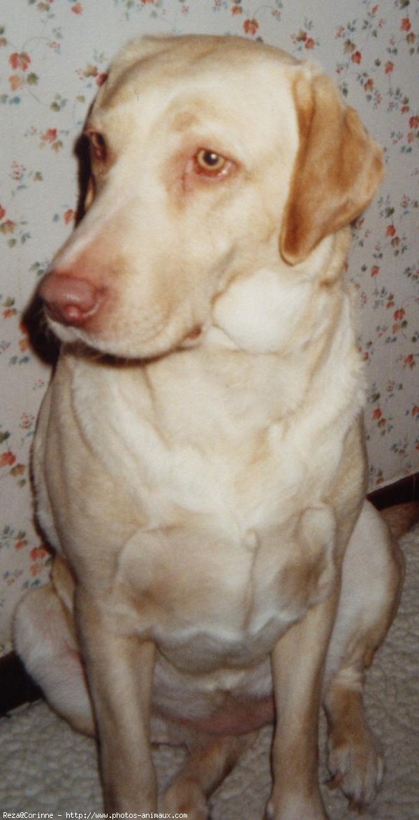 Photo de Labrador retriever