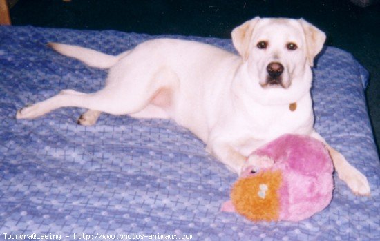 Photo de Labrador retriever