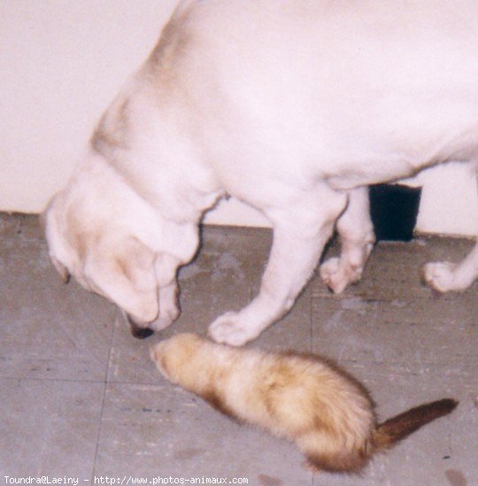 Photo de Labrador retriever