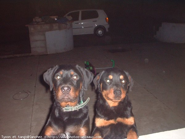 Photo de Rottweiler