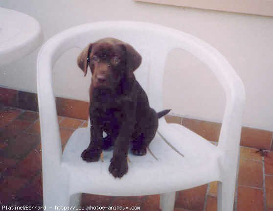 Photo de Labrador retriever