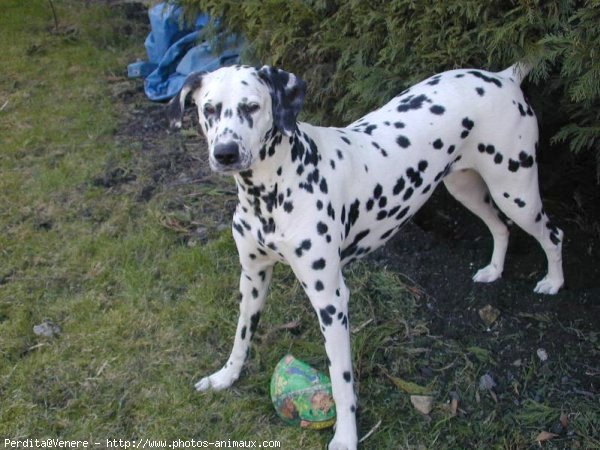 Photo de Dalmatien