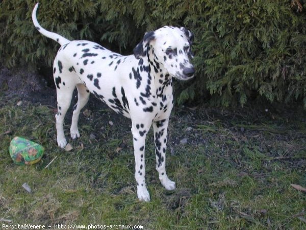 Photo de Dalmatien