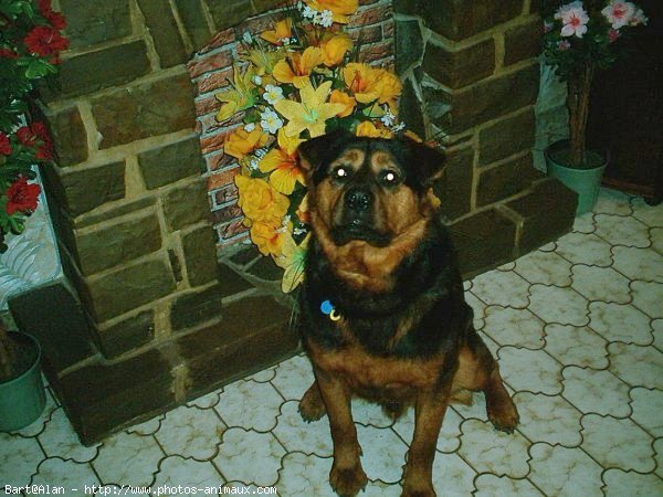 Photo de Rottweiler