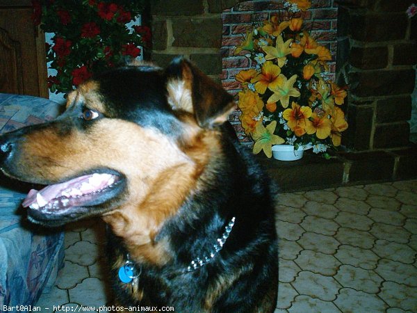 Photo de Rottweiler