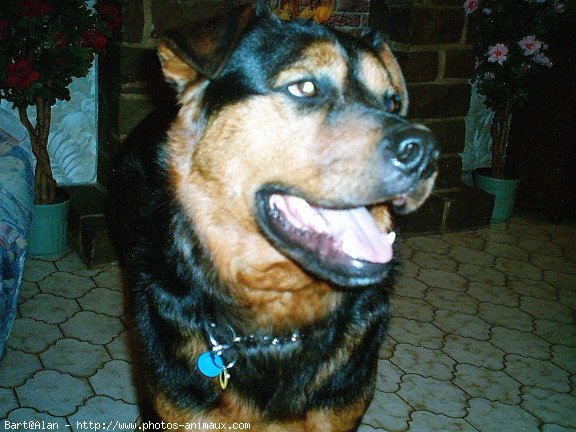 Photo de Rottweiler