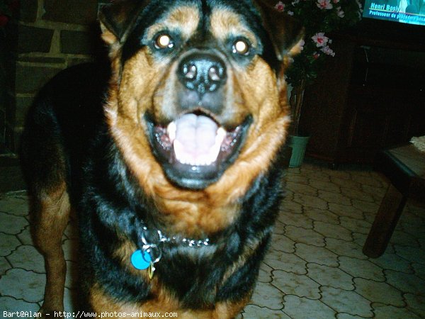 Photo de Rottweiler