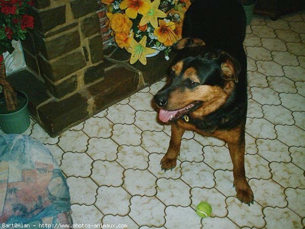 Photo de Rottweiler