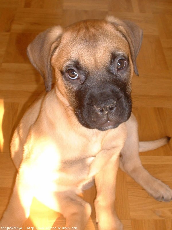 Photo de Bullmastiff